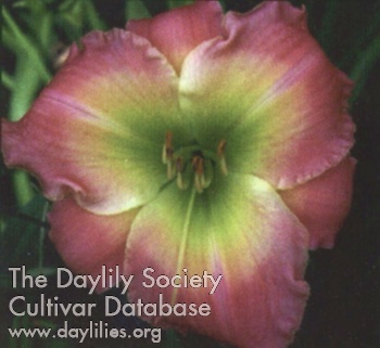 Daylily Thanks a Bunch
